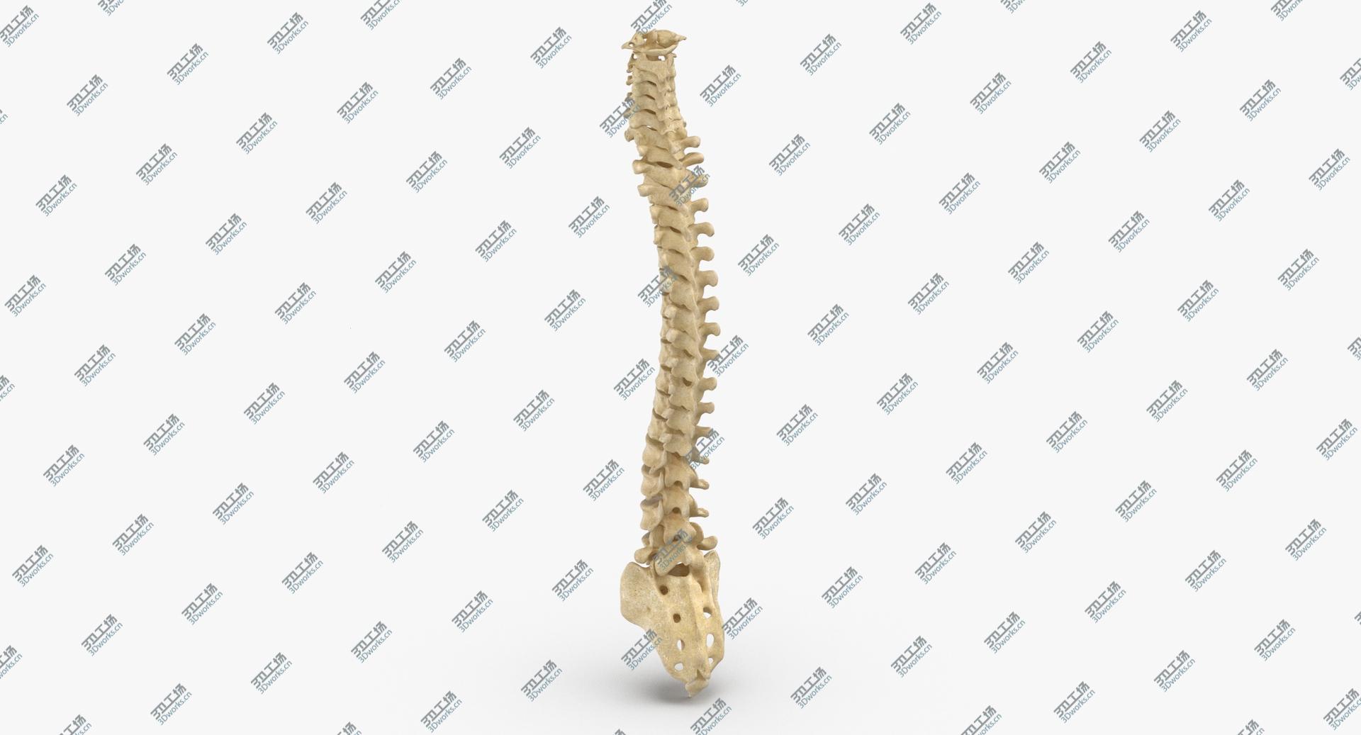 images/goods_img/2021040233/3D Real Human Spine Bones Anatomy 01 model/2.jpg